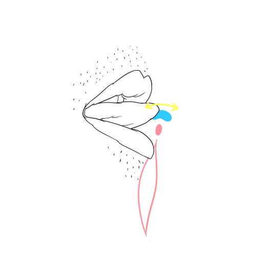 gland du clitoris